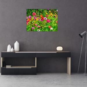 Obraz lúčnych kvetov (70x50 cm)