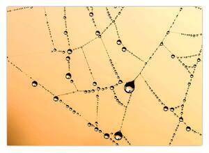 Obraz orosenej pavučiny (70x50 cm)