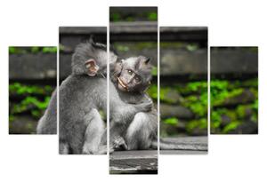 Obraz - opičky (150x105 cm)