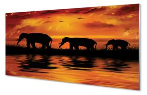Nástenný panel  slony West Lake 100x50 cm