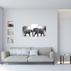 Obraz - čiernobiele slony (90x60 cm)