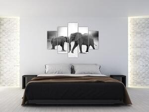 Obraz - čiernobiele slony (150x105 cm)