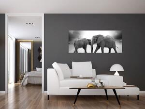Obraz - čiernobiele slony (120x50 cm)