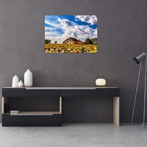 Obraz slnečnicového poľa (70x50 cm)