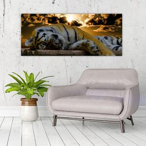 Obraz spiaceho tigra (120x50 cm)