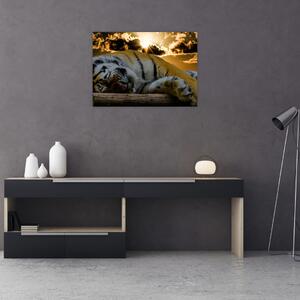 Obraz spiaceho tigra (70x50 cm)