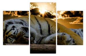 Obraz spiaceho tigra (90x60 cm)