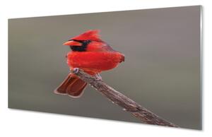 Nástenný panel  Red papagáj na vetve 100x50 cm