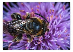 Obraz včely na kvetine (70x50 cm)