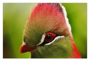 Obraz farebného vtáka (90x60 cm)