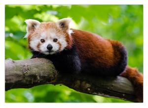 Obraz pandy červenej (70x50 cm)