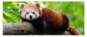 Obraz pandy červenej (120x50 cm)