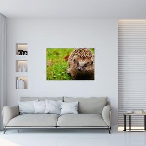 Obraz ježka (90x60 cm)