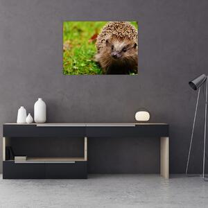 Obraz ježka (70x50 cm)