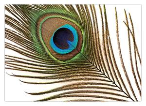 Obraz pávieho peria (70x50 cm)
