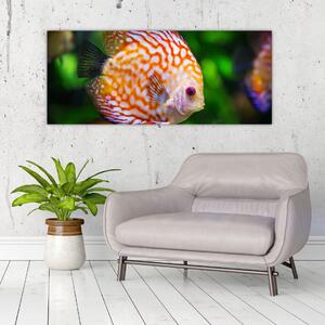 Obraz ryby (120x50 cm)