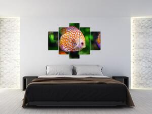 Obraz ryby (150x105 cm)