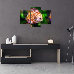 Obraz ryby (90x60 cm)