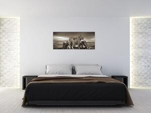 Obraz čiernobielych levov (120x50 cm)