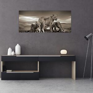 Obraz čiernobielych levov (120x50 cm)