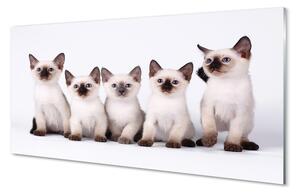 Nástenný panel  malé mačky 100x50 cm