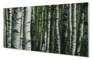 Sklenený obraz brezového lesa 100x50 cm 2 Prívesky