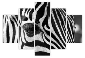 Obraz zebry (150x105 cm)