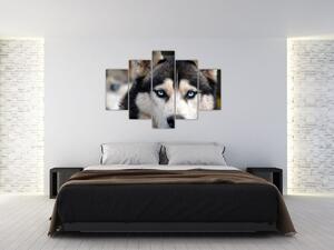 Obraz psa husky (150x105 cm)