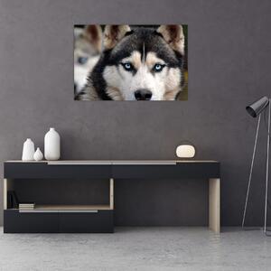 Obraz psa husky (90x60 cm)
