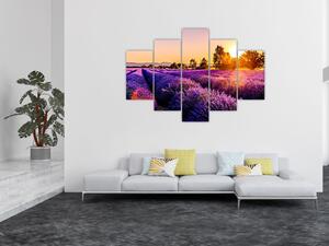 Obraz levanduľového poľa (150x105 cm)