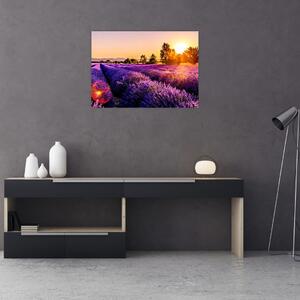 Obraz levanduľového poľa (70x50 cm)