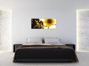 Obraz slnečnice (120x50 cm)