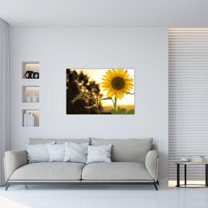 Obraz slnečnice (90x60 cm)