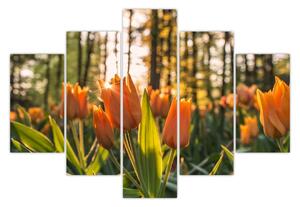 Obraz - oranžové tulipány (150x105 cm)