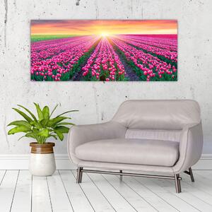 Obraz poľa tulipánov so slnkom (120x50 cm)