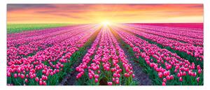 Obraz poľa tulipánov so slnkom (120x50 cm)