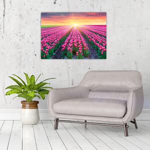Obraz poľa tulipánov so slnkom (70x50 cm)