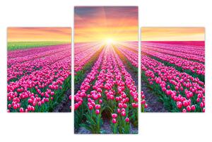 Obraz poľa tulipánov so slnkom (90x60 cm)