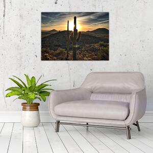 Obraz - kaktusy v slnku (70x50 cm)