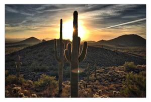 Obraz - kaktusy v slnku (90x60 cm)