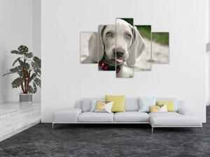Obraz - šteňa weimarský stavač (150x105 cm)
