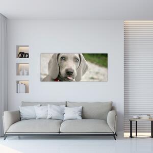 Obraz - šteňa weimarský stavač (120x50 cm)