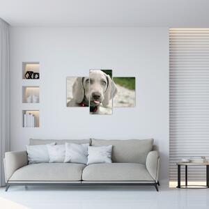 Obraz - šteňa weimarský stavač (90x60 cm)