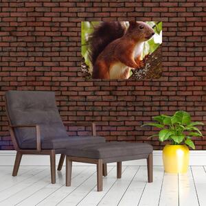 Obraz veveričky (70x50 cm)
