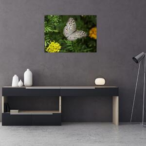 Obraz - biely motýľ (70x50 cm)