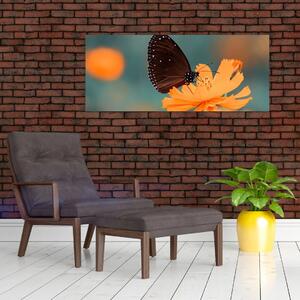 Obraz - motýľ na oranžovom kvete (120x50 cm)