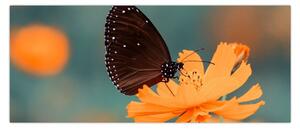 Obraz - motýľ na oranžovom kvete (120x50 cm)