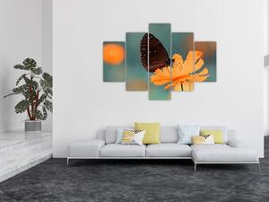 Obraz - motýľ na oranžovom kvete (150x105 cm)