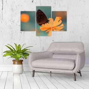Obraz - motýľ na oranžovom kvete (90x60 cm)