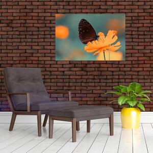Obraz - motýľ na oranžovom kvete (90x60 cm)